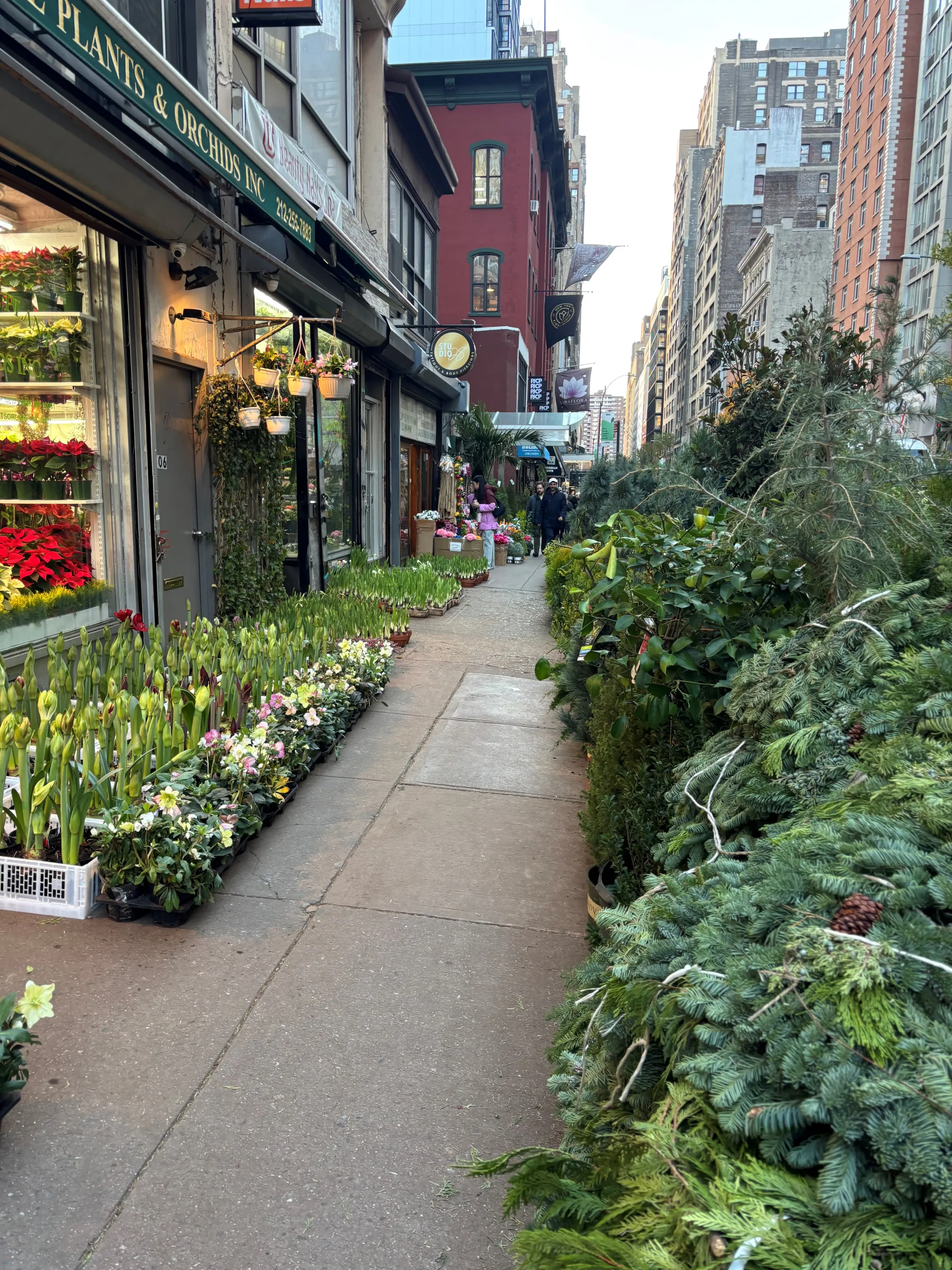 Street Nursery- NYC