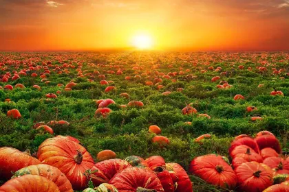 Pumpkin Field at Sunset jigsaw puzzle