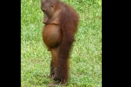 sad monkey jigsaw puzzle