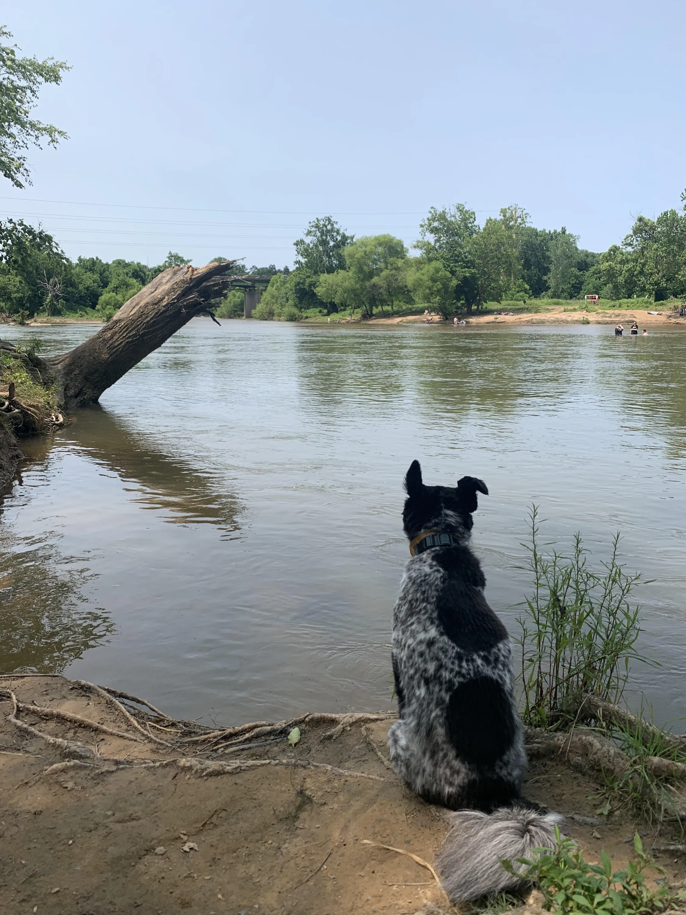 Reflections of a Dog