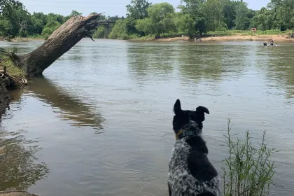 Reflections of a Dog jigsaw puzzle