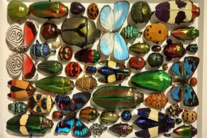 Bugs jigsaw puzzle