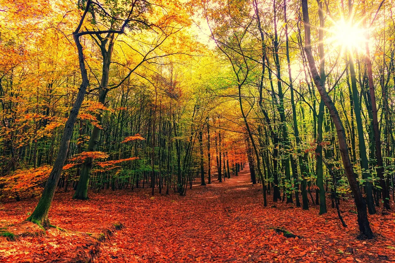 Autumn Forest Pathway