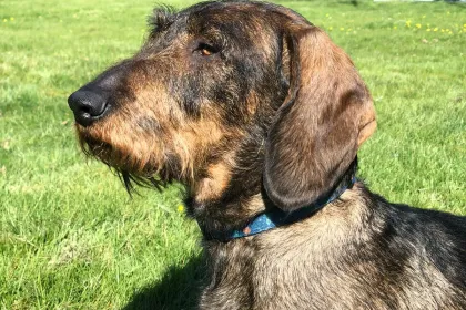 Stanley jigsaw puzzle