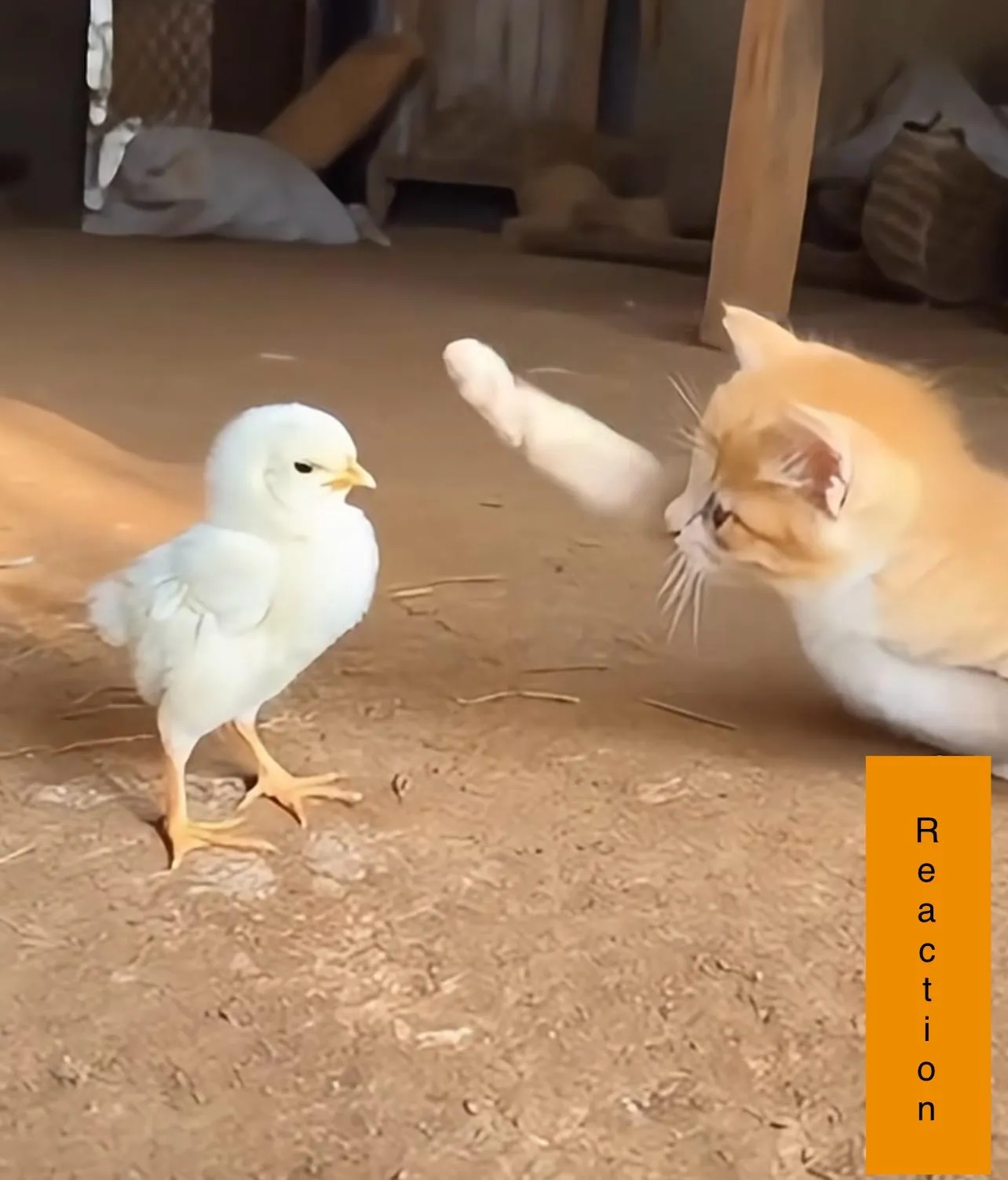 A cat and a chick