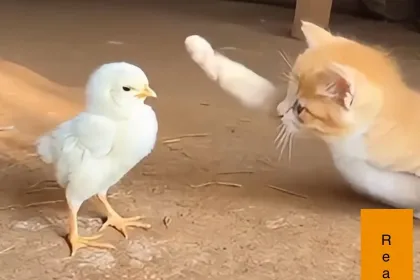 A cat and a chick jigsaw puzzle