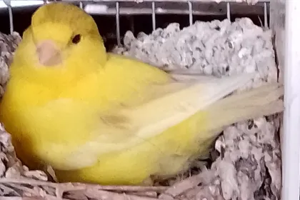 Alexis jigsaw puzzle