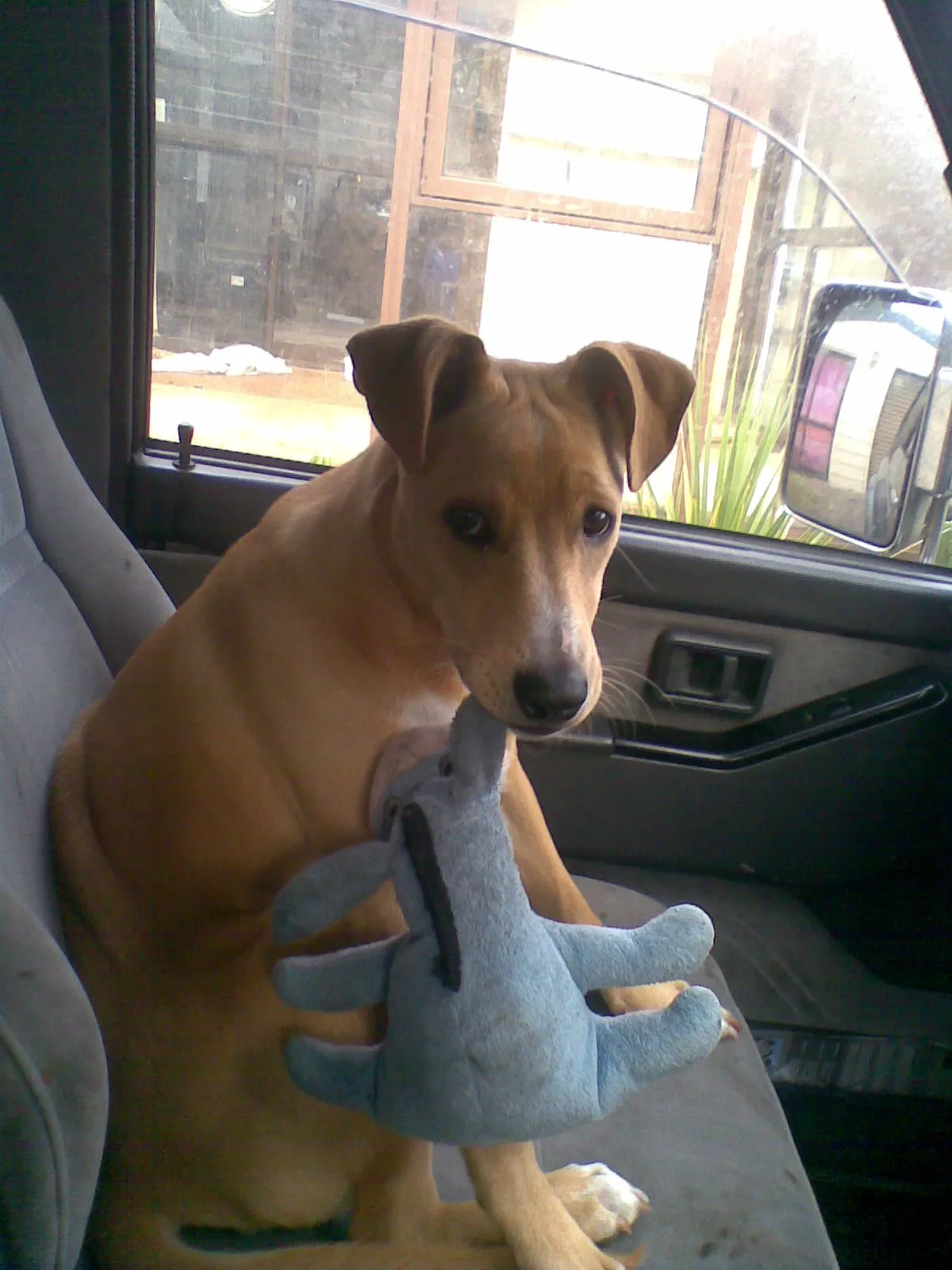 Puppy With Toy Donkey