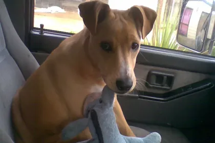 Puppy With Toy Donkey jigsaw puzzle