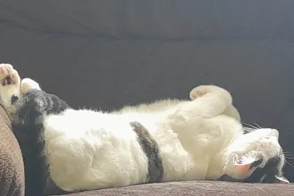 Cat relaxing jigsaw puzzle