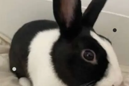 Snuggles jigsaw puzzle