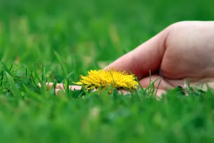 Beautiful Dandelion jigsaw puzzle