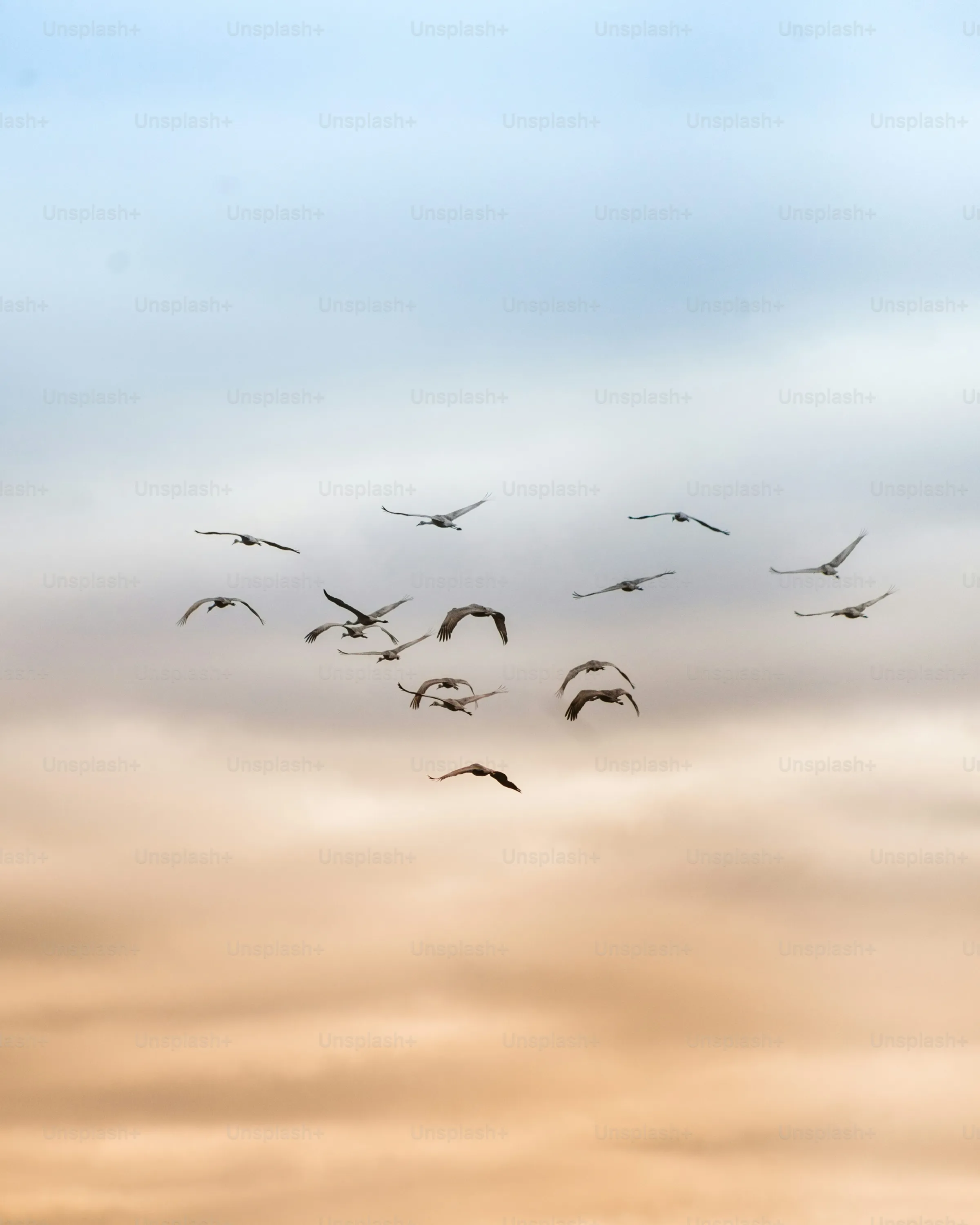 Cloudy Birds