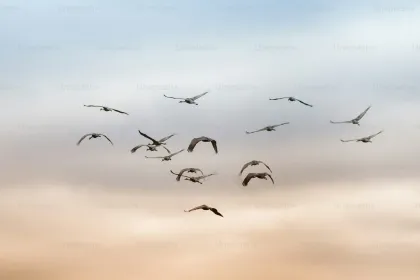 Cloudy Birds jigsaw puzzle