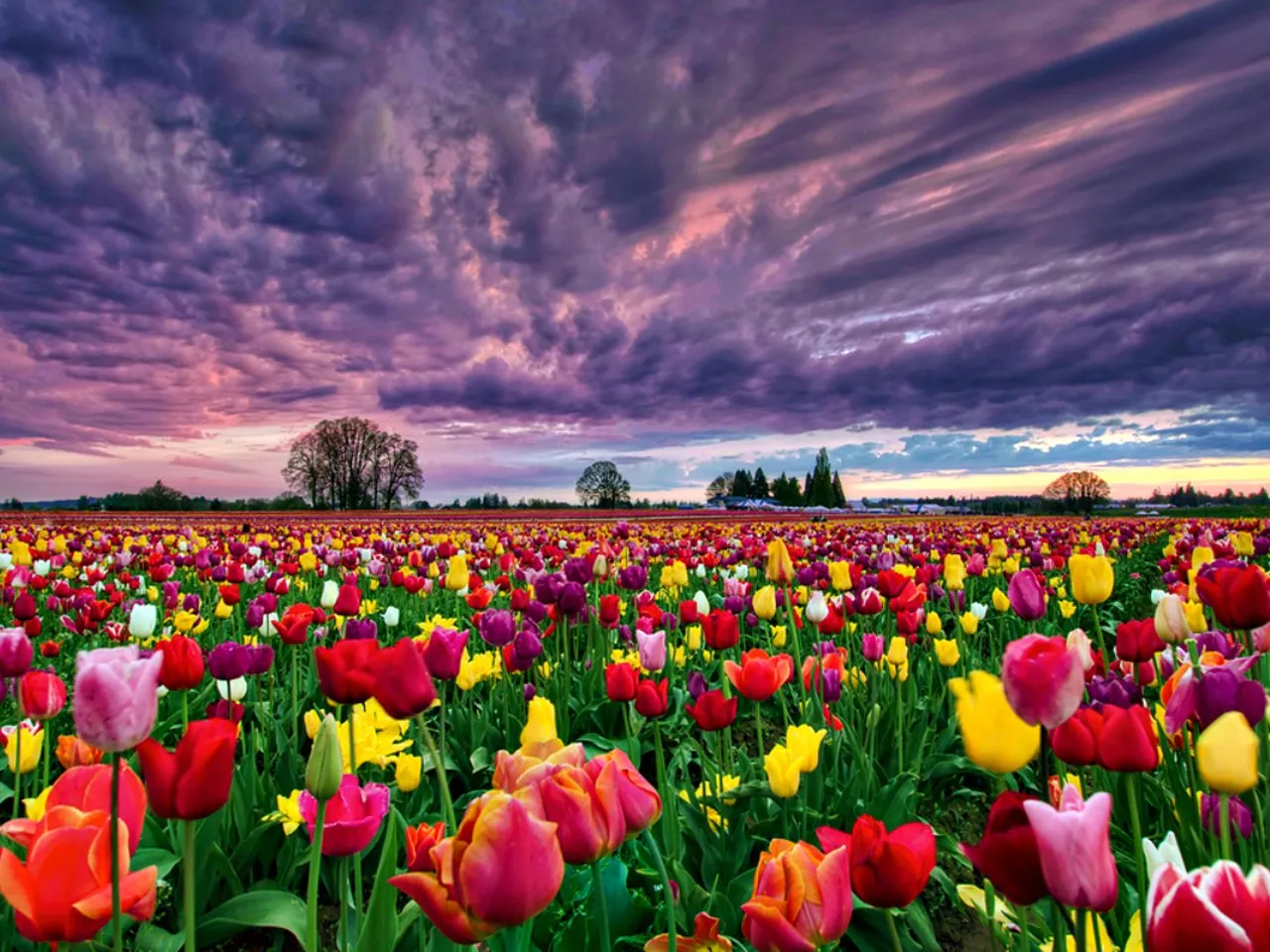 tulip field