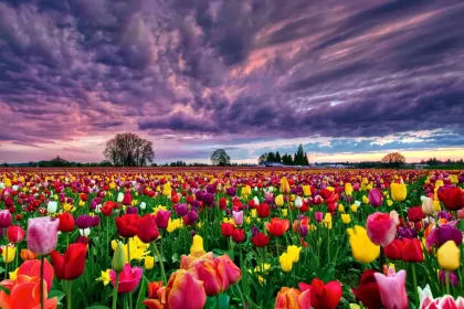 tulip field jigsaw puzzle