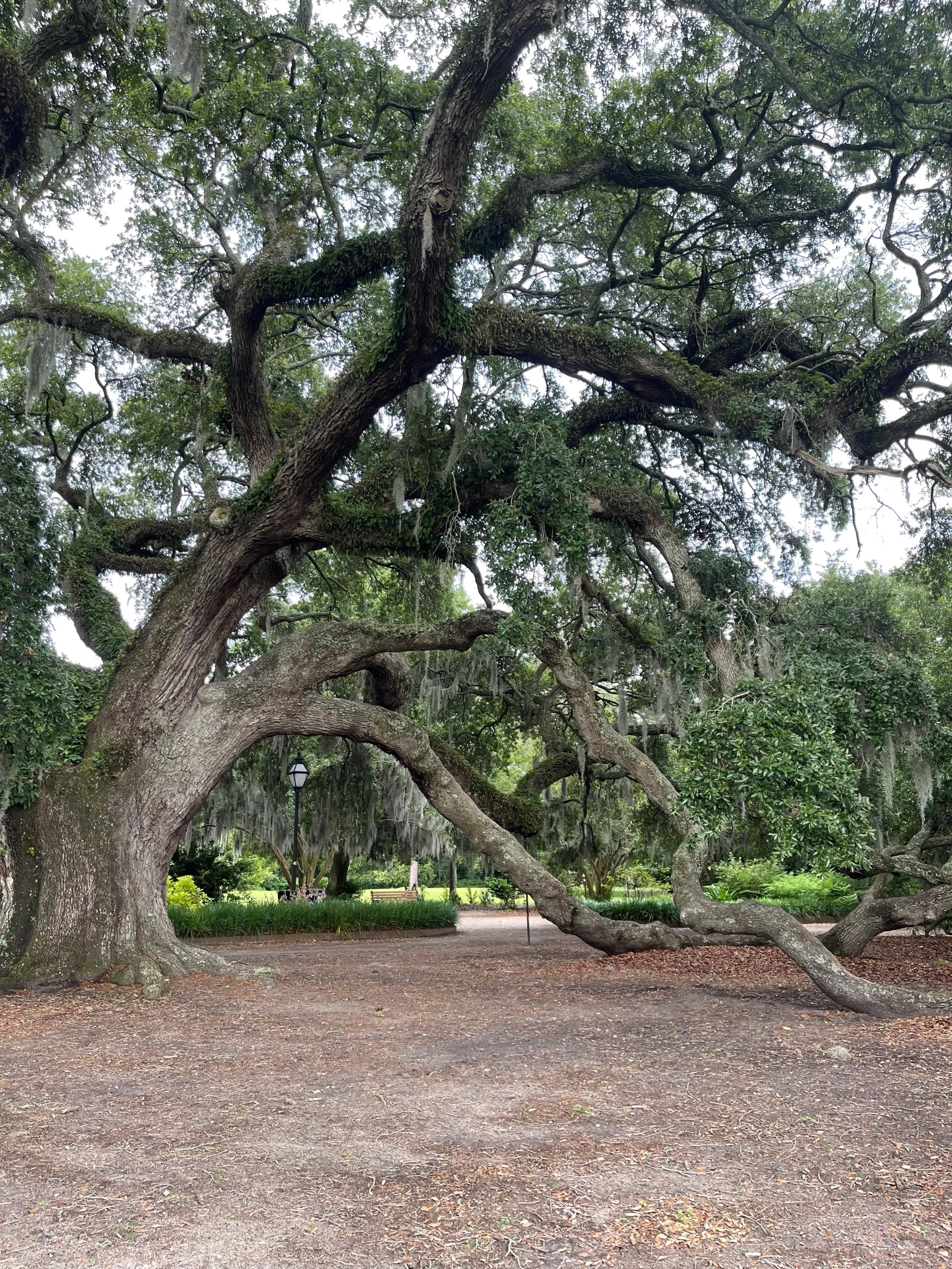 Low Country Oak