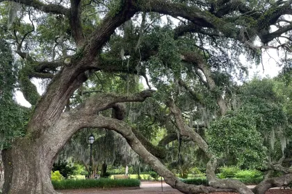 Low Country Oak jigsaw puzzle