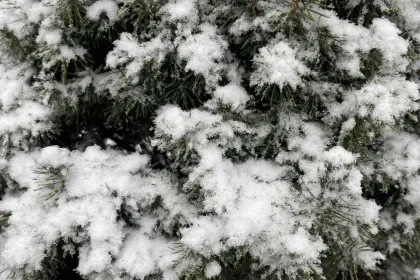 Snowy Bush jigsaw puzzle