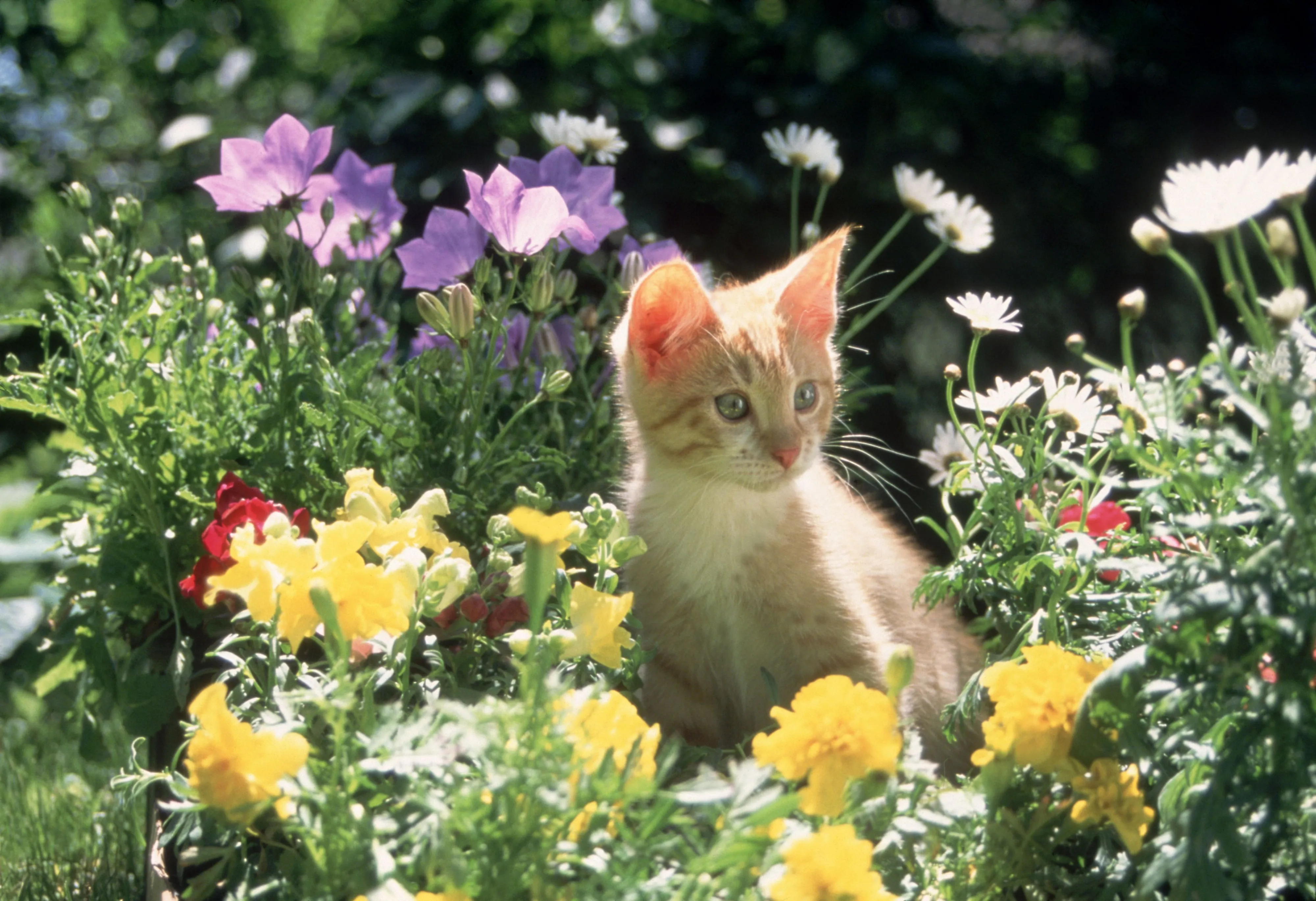 Floral Kitty