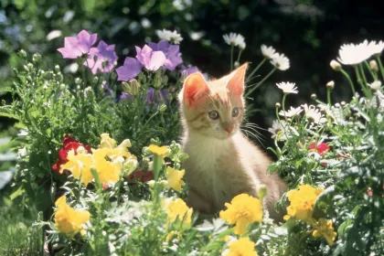 Floral Kitty jigsaw puzzle
