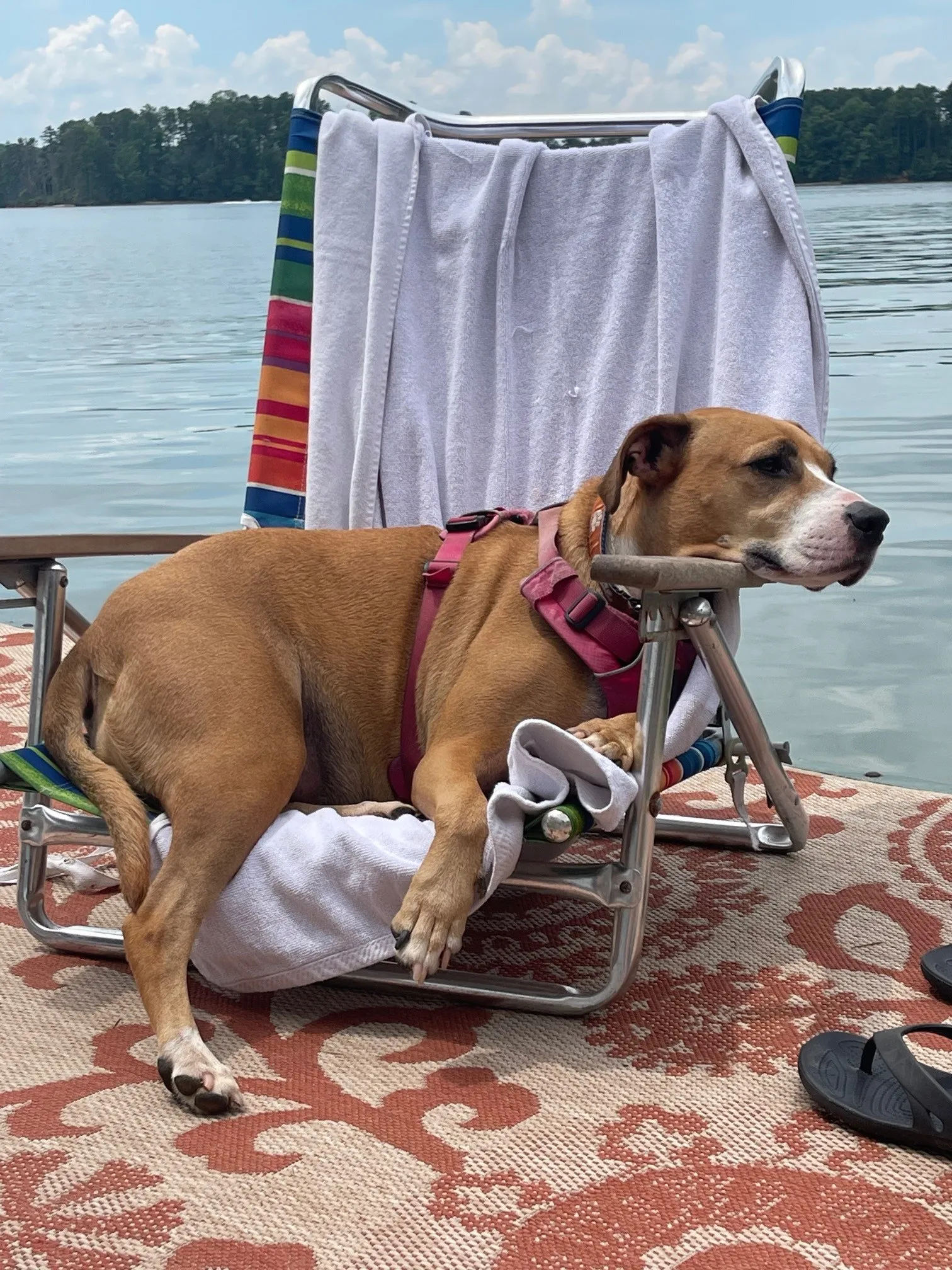 Beach chair pup