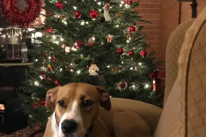 Ellie-Christmas jigsaw puzzle