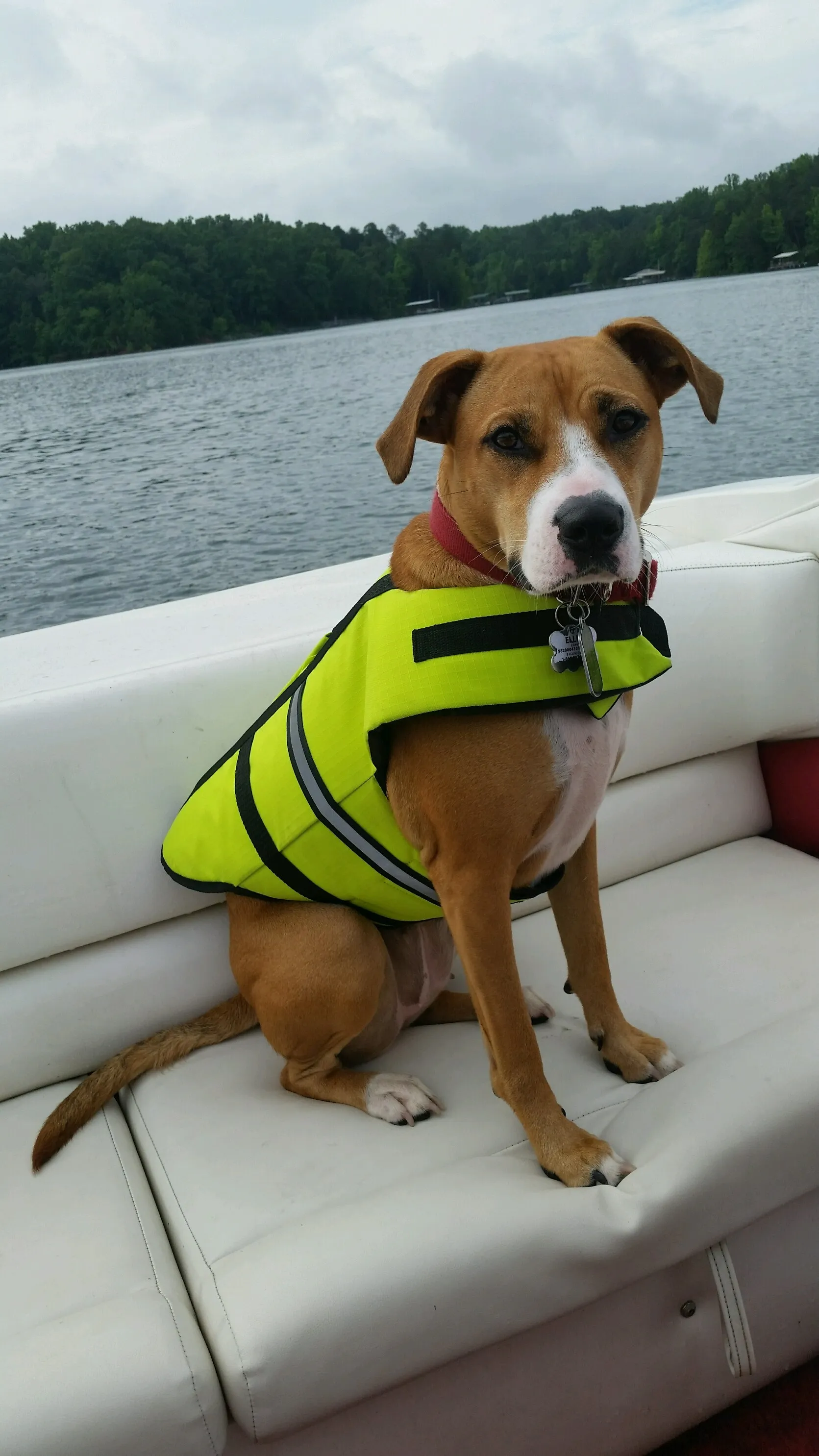 Ellie- the boat dog
