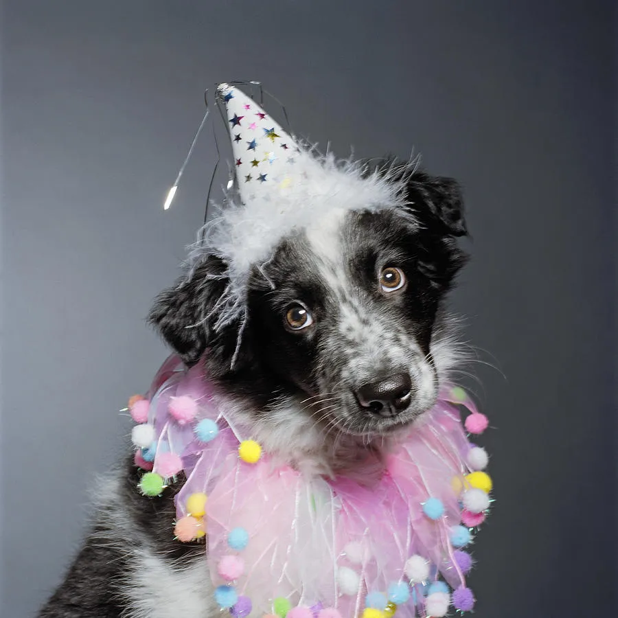 border collie birthday!