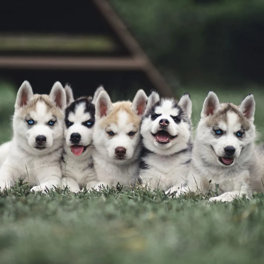 husky pups
