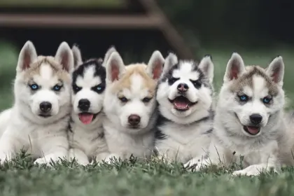 husky pups jigsaw puzzle