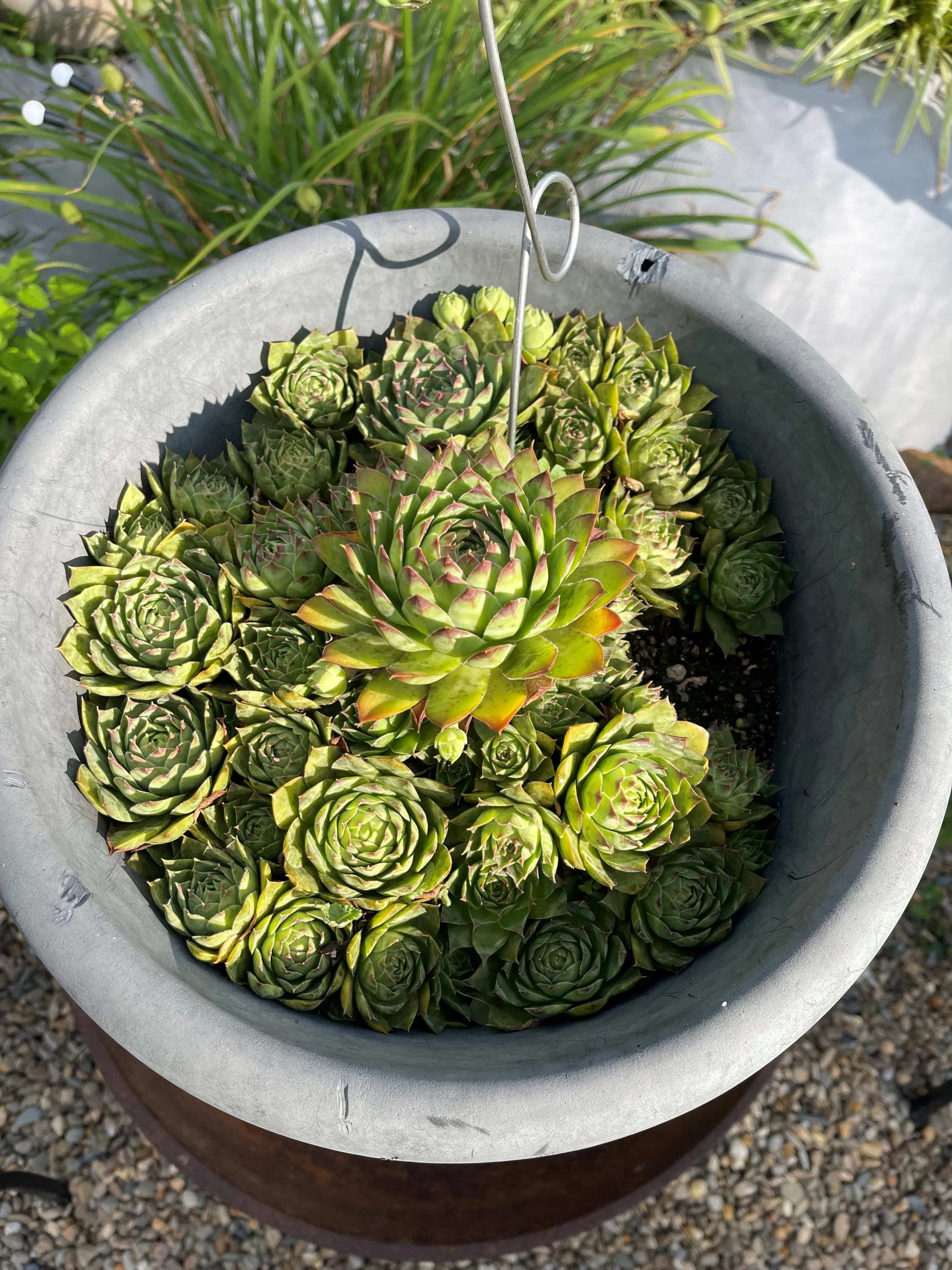 Hens and Chicks