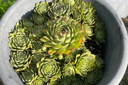 Hens and Chicks jigsaw puzzle