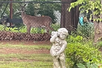 Backyard Visitor jigsaw puzzle