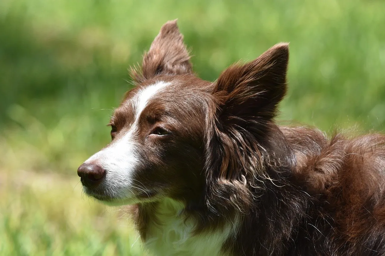 Dog in grassy field