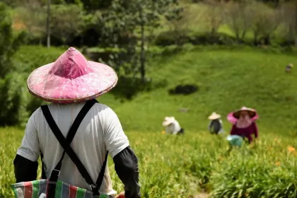 Farmers in a green field jigsaw puzzle