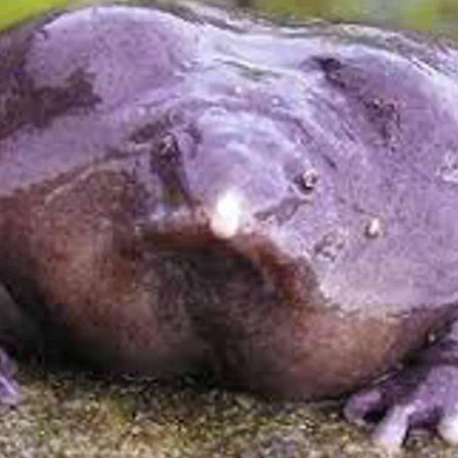 Purple Frog