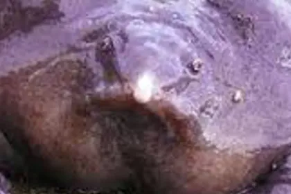 Purple Frog jigsaw puzzle