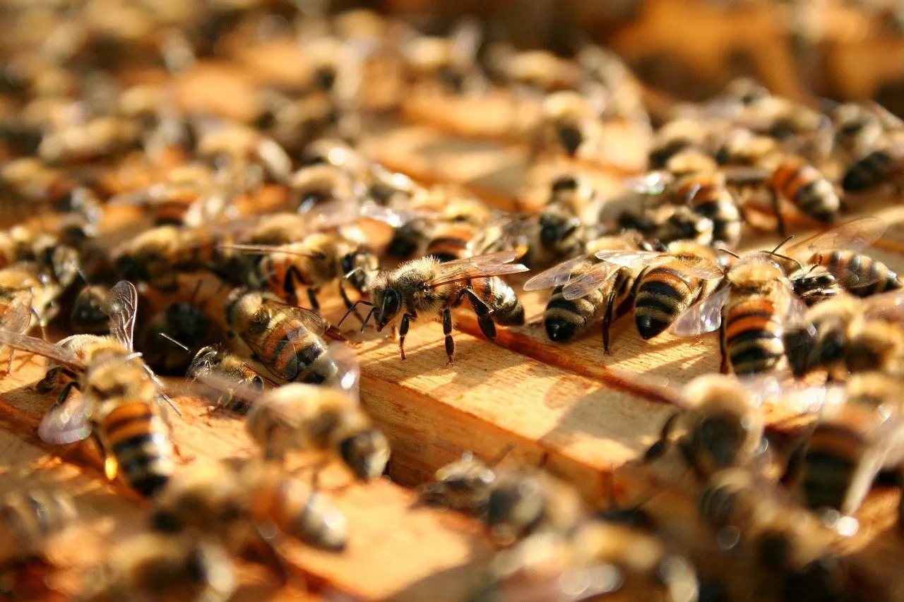 Beehive Activity Close-Up