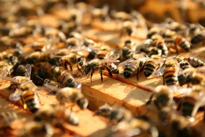 Jigsaw puzzle of Beehive Activity Close-Up