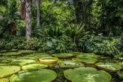 Jigsaw puzzle of Tropical Garden with Lily Pads