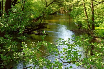 Jigsaw puzzle of Forest Stream in Spring