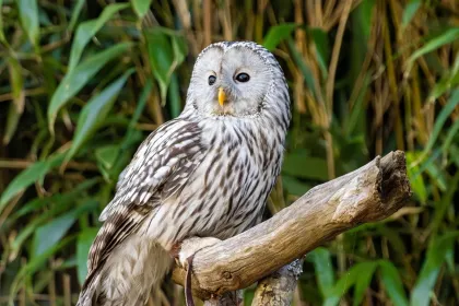 Jigsaw puzzle of Owl on a branch