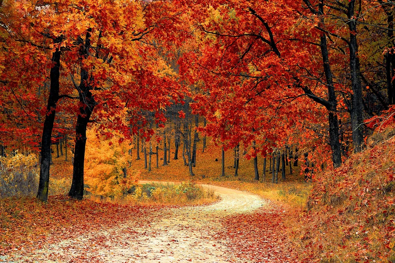 Autumn Forest Pathway