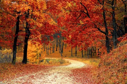Jigsaw puzzle of Autumn Forest Pathway