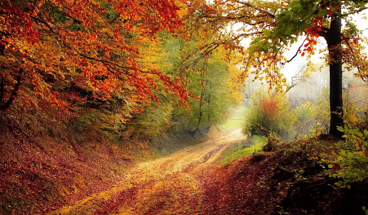 Autumn Forest Pathway