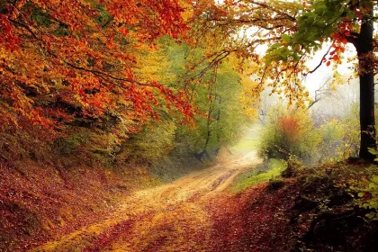 Jigsaw puzzle of Autumn Forest Pathway