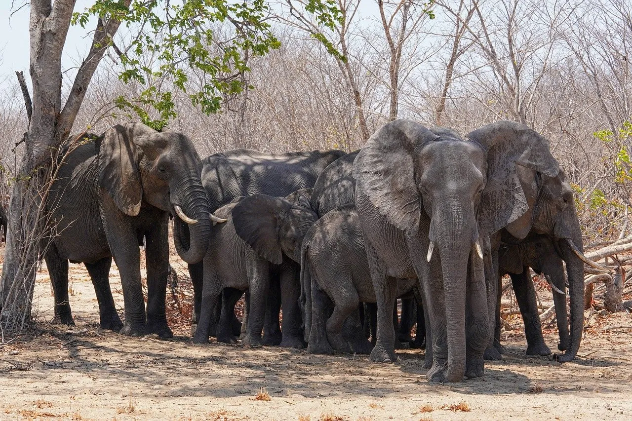 Elephants in natural habitat