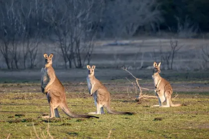Jigsaw puzzle of Kangaroos in the wild
