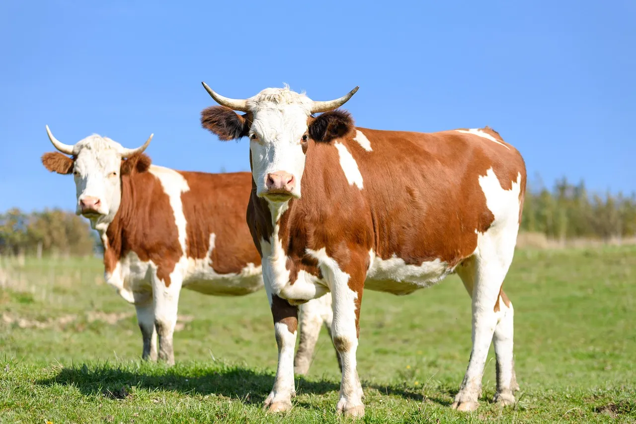 Cows in Pasture